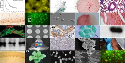 荧光显微镜图查重